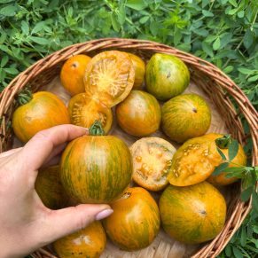 Насіння помідорів «Карлик Сяйво Вавилону» Nasivanky