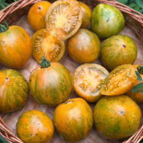 Насіння помідорів «Карлик Сяйво Вавилону» Nasivanky - 2