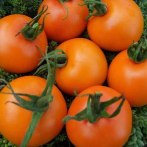 Насіння помідорів «Оранж» Nasivanky - 2