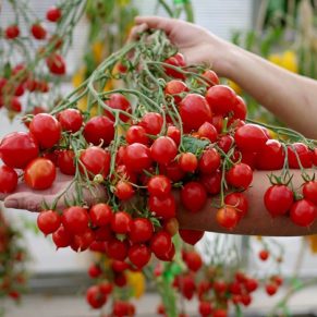 Насіння помідорів «Поцілунок герані» Nasivanky