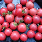 Насіння помідорів «Рожеве Черрі» Nasivanky
