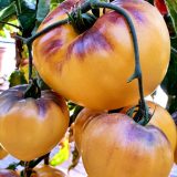 Насіння помідорів «Сержант Пеппер Жовтий» Nasivanky