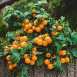 Насіння помідорів «Venus Orange» Nasivanky