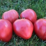 Насіння помідорів «Волове Серце» Nasivanky