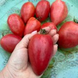 Насіння помідорів «Wagner’s Italian» Nasivanky