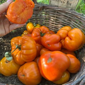 Насіння помідорів «Золотий Вік» Nasivanky