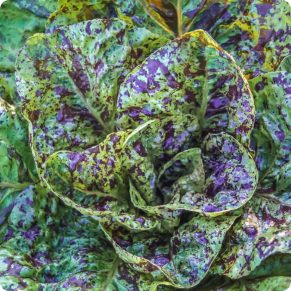 Насіння салату «Flashy Butter Gem» Nasivanky