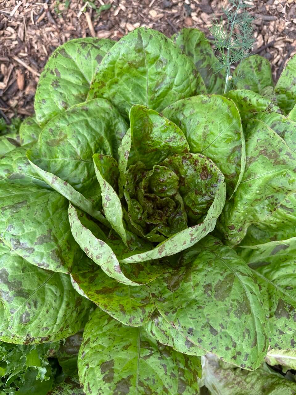 Насіння салату «Flashy Butter Gem» Nasivanky - 3 Насіння салату «Flashy Butter Gem» Nasivanky - 3