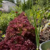 Насіння салату «Крімсон» Nasivanky