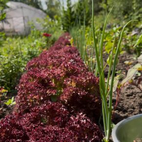 Насіння салату «Крімсон» Nasivanky