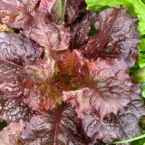 Насіння салату «Merlot» Nasivanky