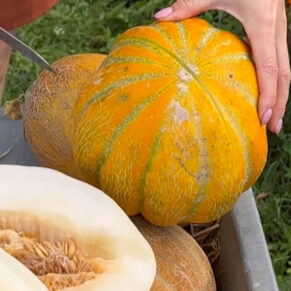 Насіння дині «Ефіопка» Nasivanky