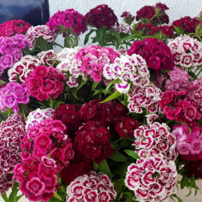 Насіння гвоздики турецької «Махрова МІХ» Nasivanky