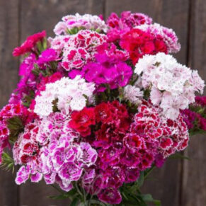 Насіння гвоздики турецької «Махрова МІХ» Nasivanky