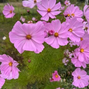 Насіння космеї «Касанова Мікс» Nasivanky