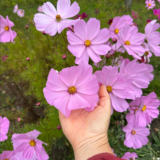 Насіння космеї «Касанова Мікс» Nasivanky