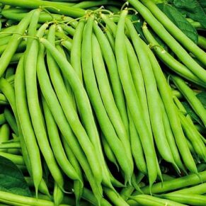 Насіння квасолі спаржевої «Грибний аромат» Nasivanky