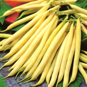 Насіння квасолі спаржевої «Масляний король» Nasivanky