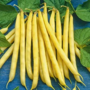 Насіння квасолі спаржевої «Масляний король» Nasivanky