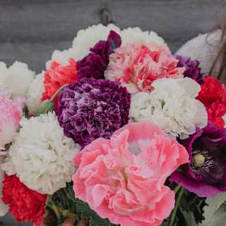 Насіння маку декоративного «Antique Shades» Nasivanky Насіння маку декоративного «Antique Shades» Nasivanky