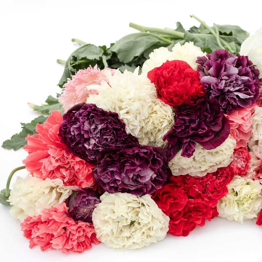 Насіння маку декоративного «Antique Shades» Nasivanky Насіння маку декоративного «Antique Shades» Nasivanky