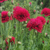Насіння маку декоративного «Махровий Червоний» Nasivanky