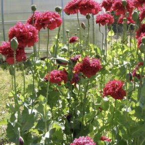 Насіння маку декоративного «Махровий Червоний» Nasivanky