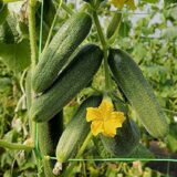 Насіння огірка «Воргебірштраубе» Nasivanky