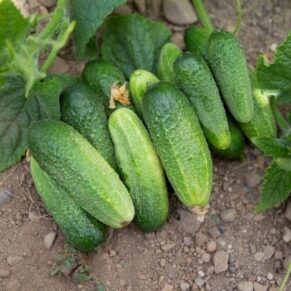 Насіння огірка «Воргебірштраубе» Nasivanky