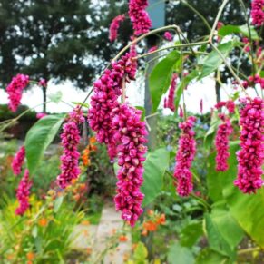 Насіння Персікарії «Орієнталіс» Nasivanky