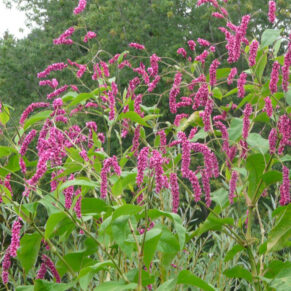 Насіння Персікарії «Орієнталіс» Nasivanky