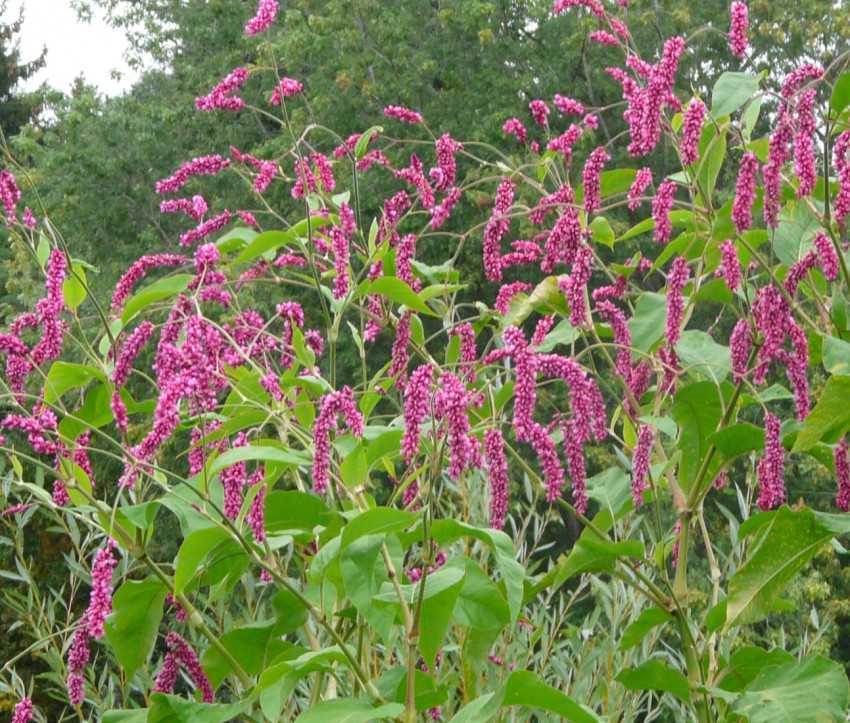 Насіння Персікарії «Орієнталіс» Nasivanky Насіння Персікарії «Орієнталіс» Nasivanky