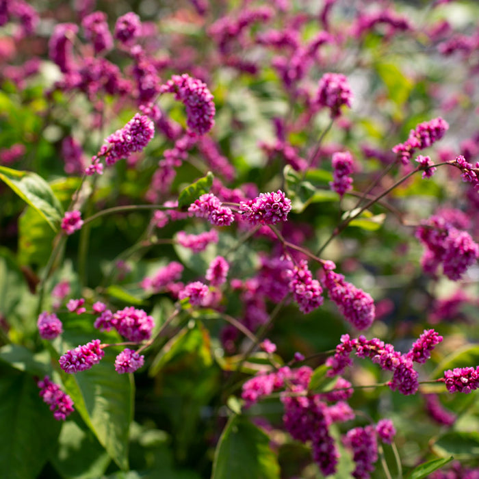 Насіння Персікарії «Орієнталіс» Nasivanky Насіння Персікарії «Орієнталіс» Nasivanky