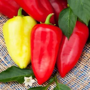 Насіння перцю «Білозірка» Nasivanky