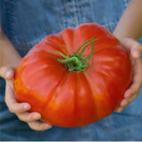Насіння помідора «Король Гігантів» Nasivanky