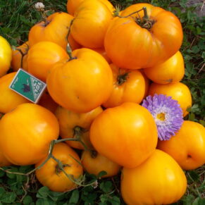 Насіння помідора «Серце Ашхабаду» Nasivanky