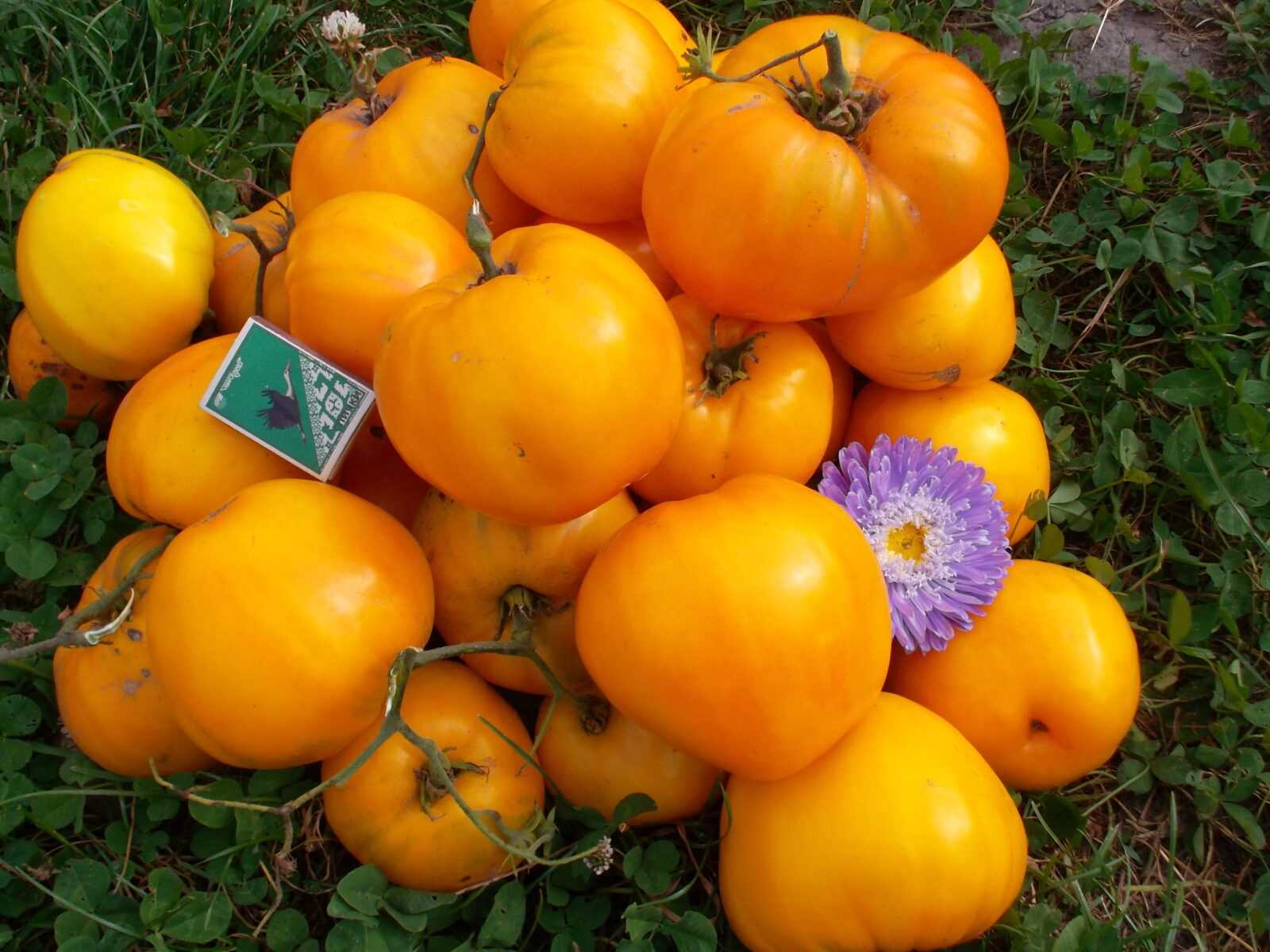 Насіння помідора «Серце Ашхабаду» Nasivanky Насіння помідора «Серце Ашхабаду» Nasivanky