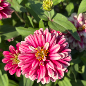 Насіння цинії «Raspberry Ripple» Nasivanky