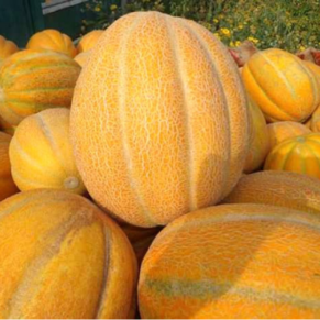 Насіння дині «Ефіопка» Nasivanky