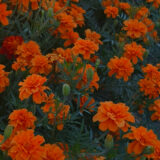 Насіння чорнобривців «Помаранчеві Високі» Nasivanky