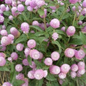 Насіння гомфрени «Рожева» Nasivanky