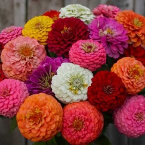 Насіння цинії «Ліліпут МІХ» Nasivanky
