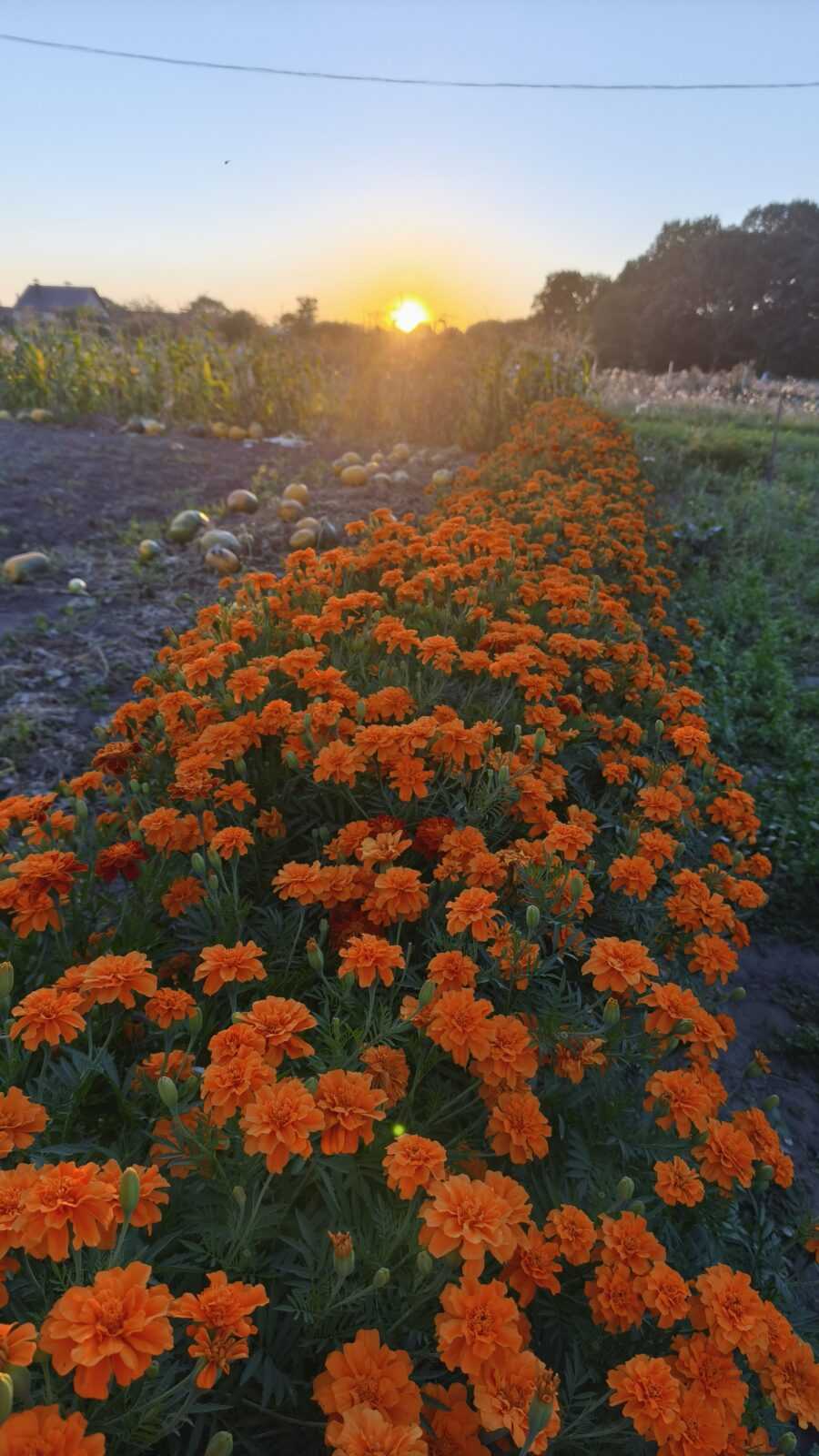 Насіння чорнобривців «Помаранчеві Високі» Nasivanky Насіння чорнобривців «Помаранчеві Високі» Nasivanky