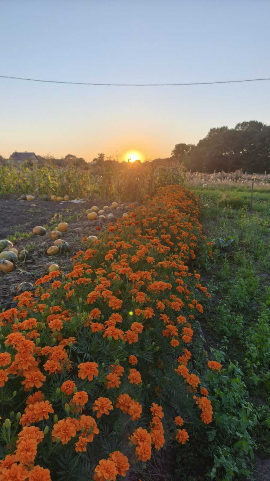 Насіння чорнобривців «Помаранчеві Високі» Nasivanky Насіння чорнобривців «Помаранчеві Високі» Nasivanky