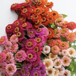 Насіння цинії «Ліліпут МІХ» Nasivanky