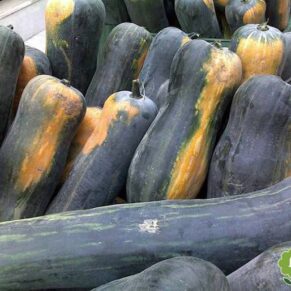 Насіння гарбуза «Пієно Лунга ді Наполі» Nasivanky