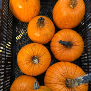 Насіння гарбуза «Новоанглійський Солодкий Пиріг» Nasivanky