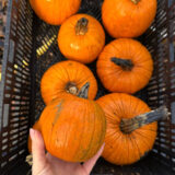 Насіння гарбуза «Новоанглійський Солодкий Пиріг» Nasivanky