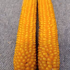 Насіння кукурудзи «Yellow Pearl Popcorn» Nasivanky