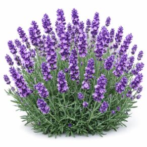 Насіння лаванди «Есенс Пурпле» Nasivanky